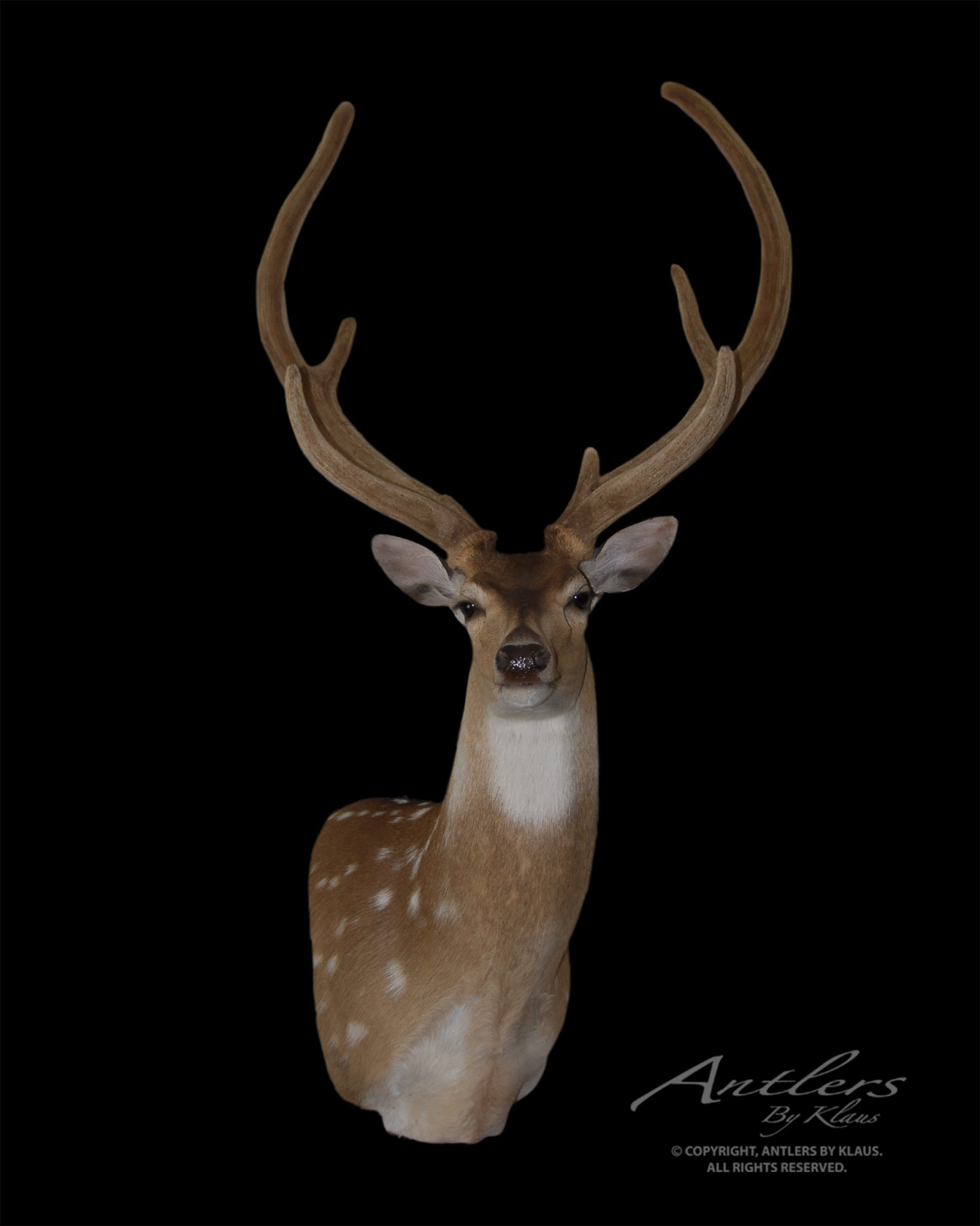 axis-deer-in-velvet-antlers-by-klaus