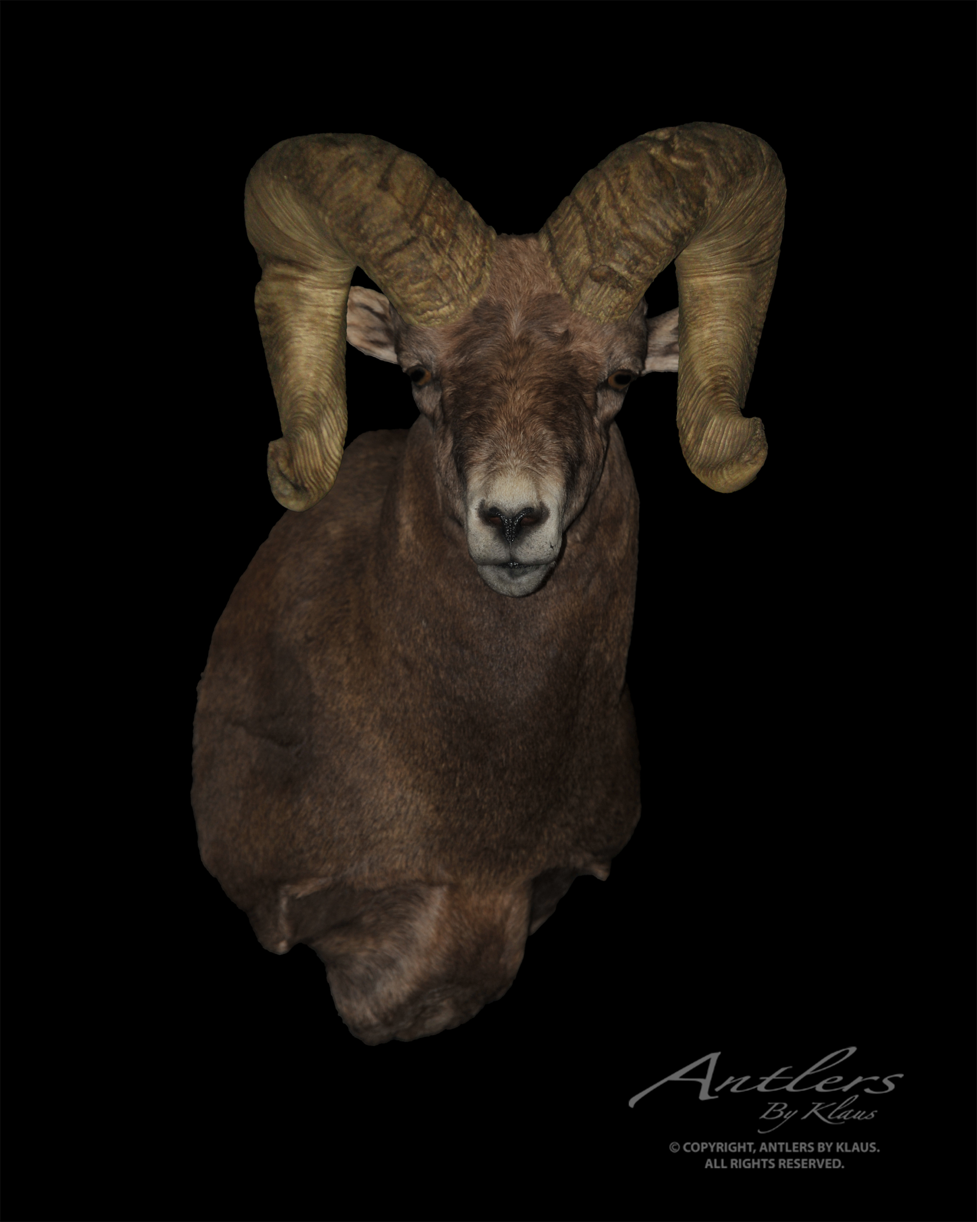 Bighorn Sheep Repro Horns Deer Elk Antlers Antler Taxidermy B&C 180" 