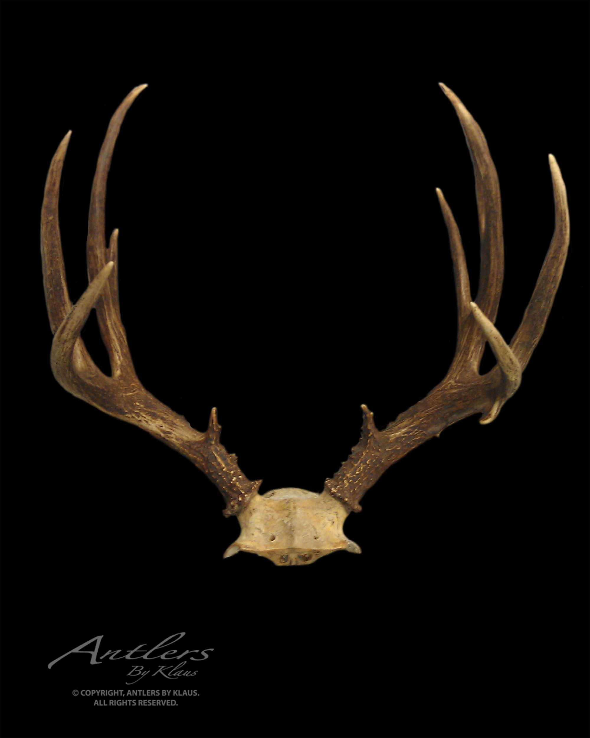 blacktail buck