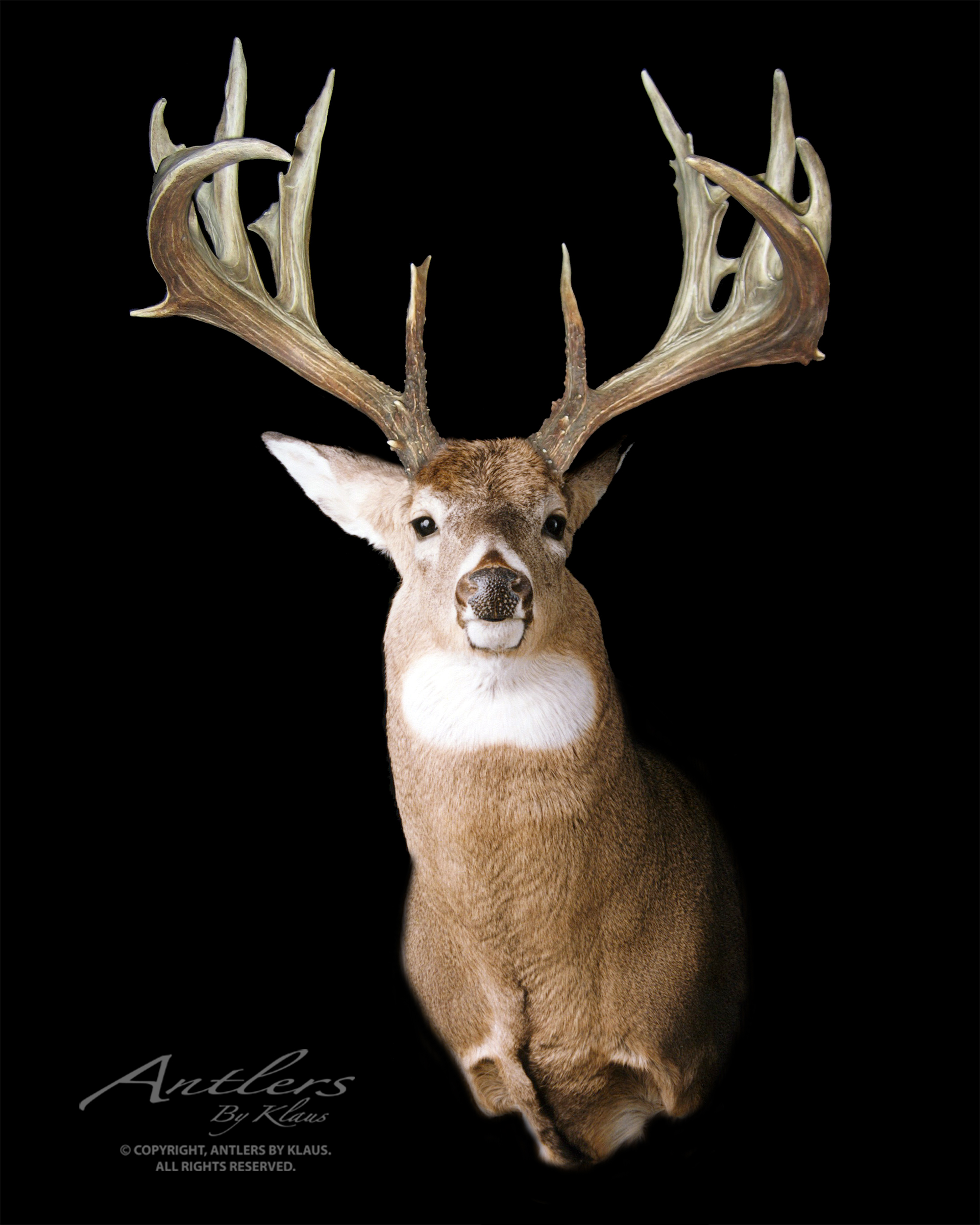 Dickson Buck - Antlers by Klaus