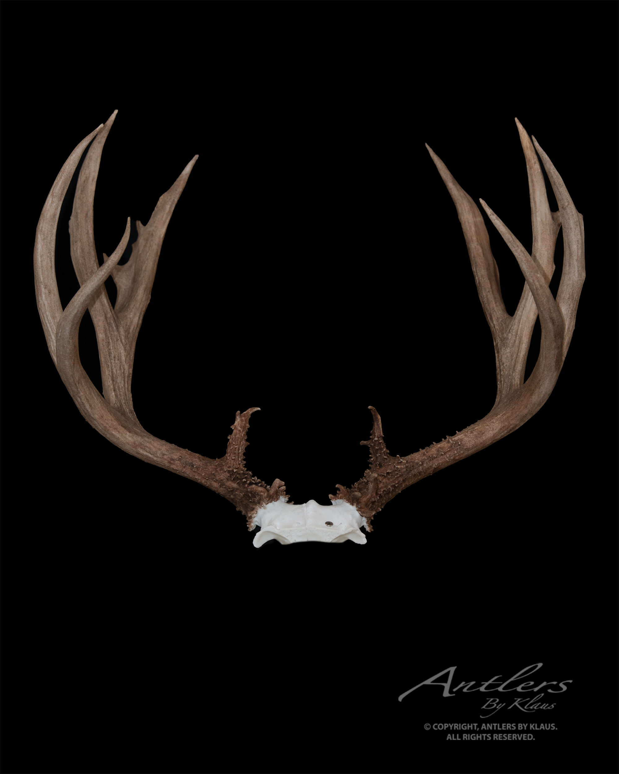 grand-fork-mule-deer-antlers-by-klaus