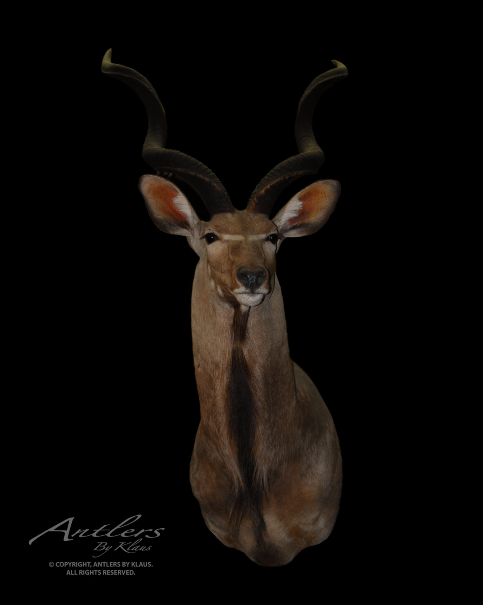 Greater Kudu - Antlers by Klaus