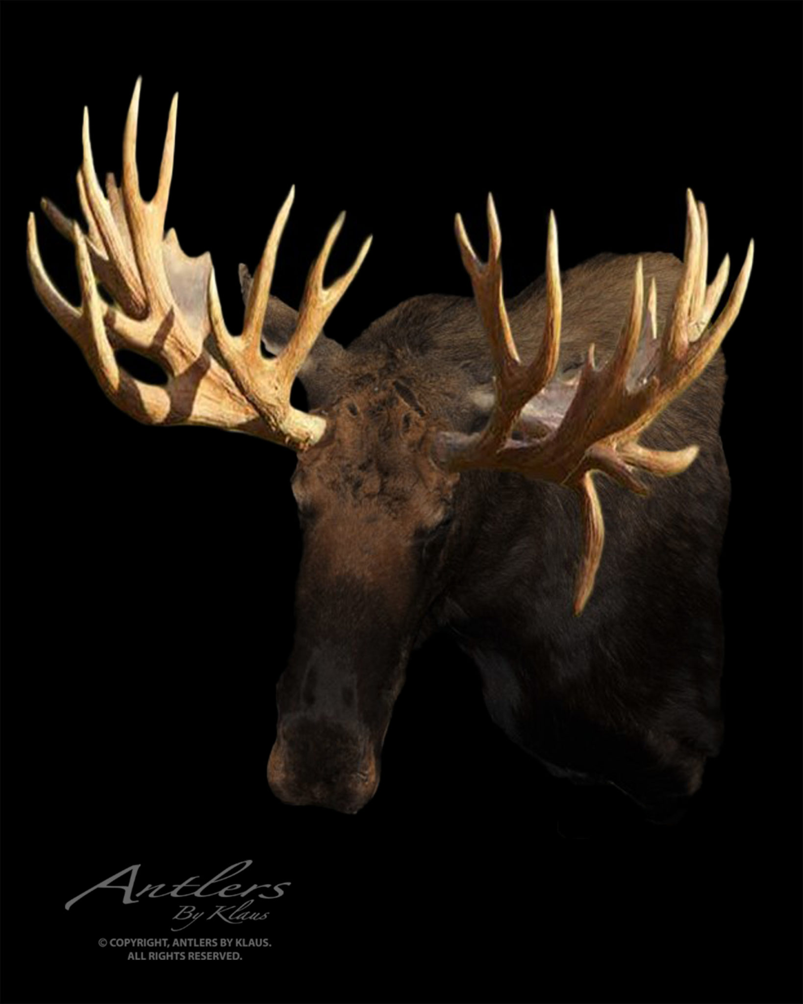 World Record Hook Bull Moose - Antlers by Klaus