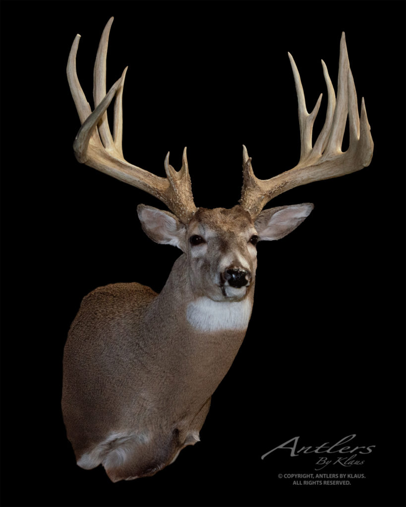 Kevin Peterson Buck - Antlers by Klaus