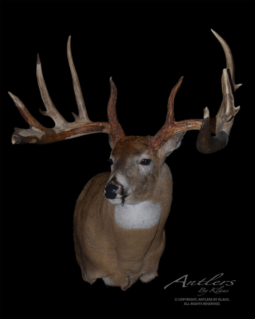 knisley sheds - antlers by klaus