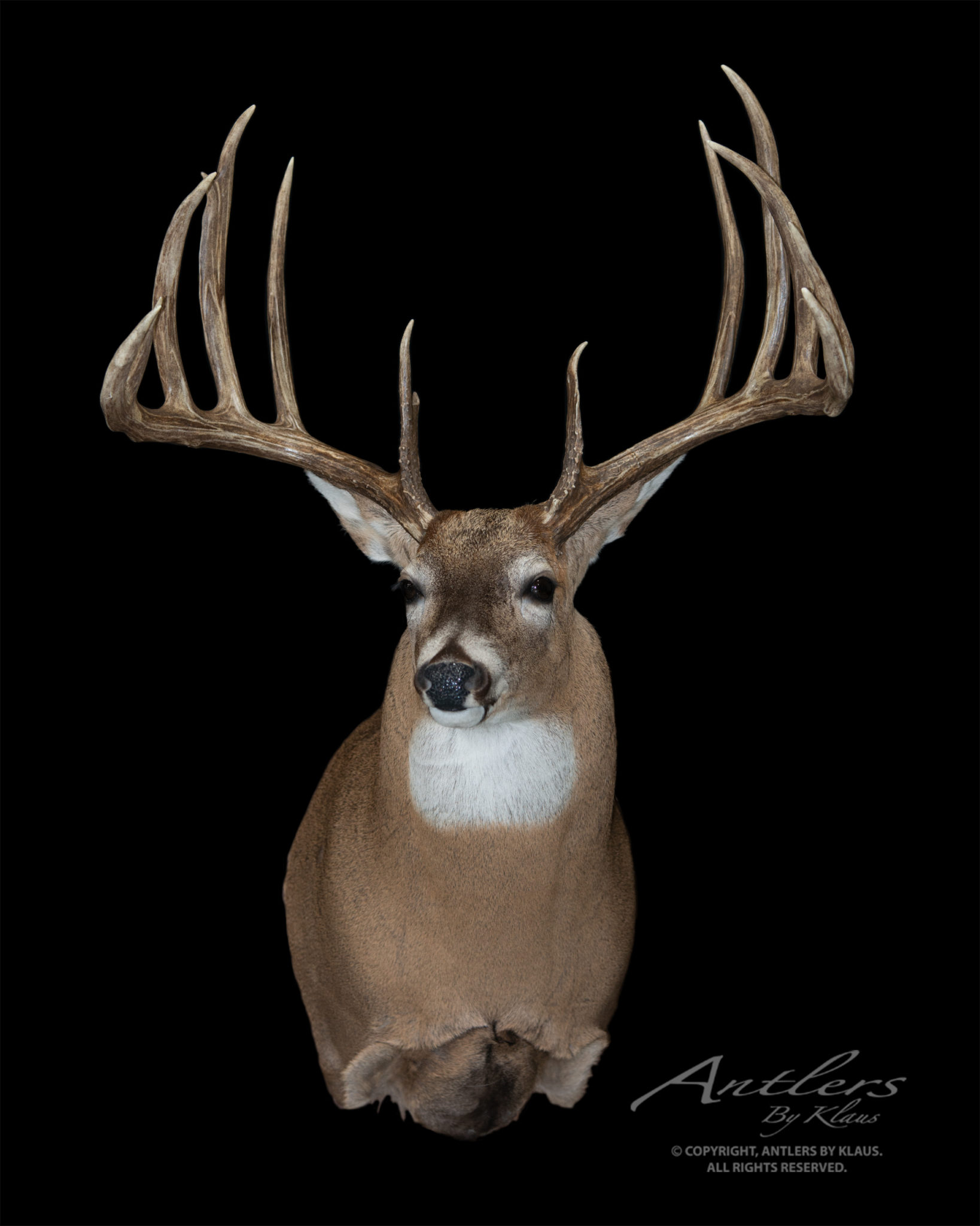 Milo Hanson Buck - Antlers by Klaus