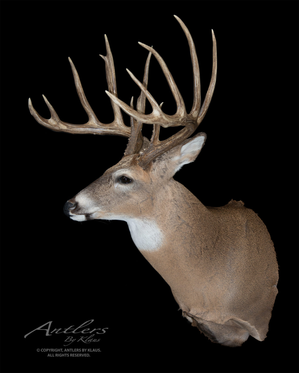 Milo Hanson Buck - Antlers by Klaus