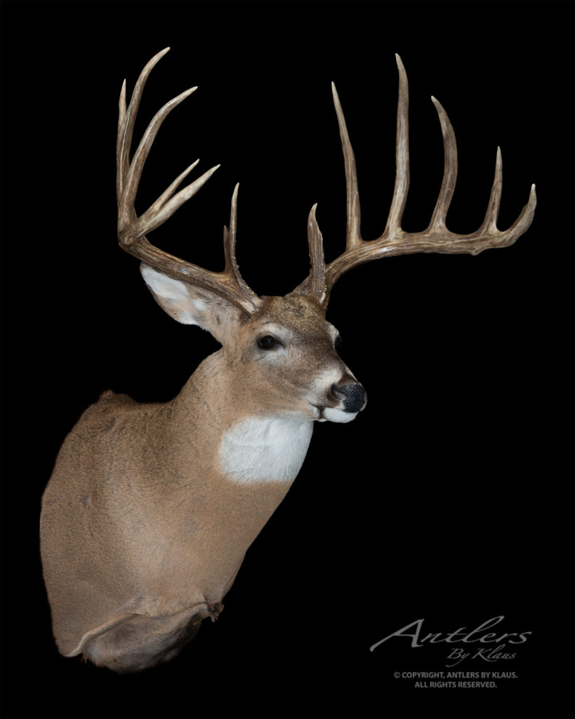 Milo Hanson Buck - Antlers by Klaus