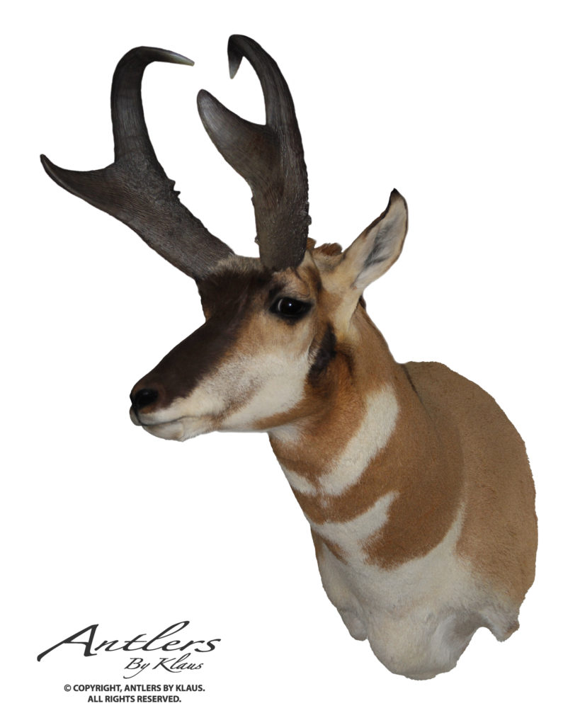 New Mexico Antelope Antlers by Klaus
