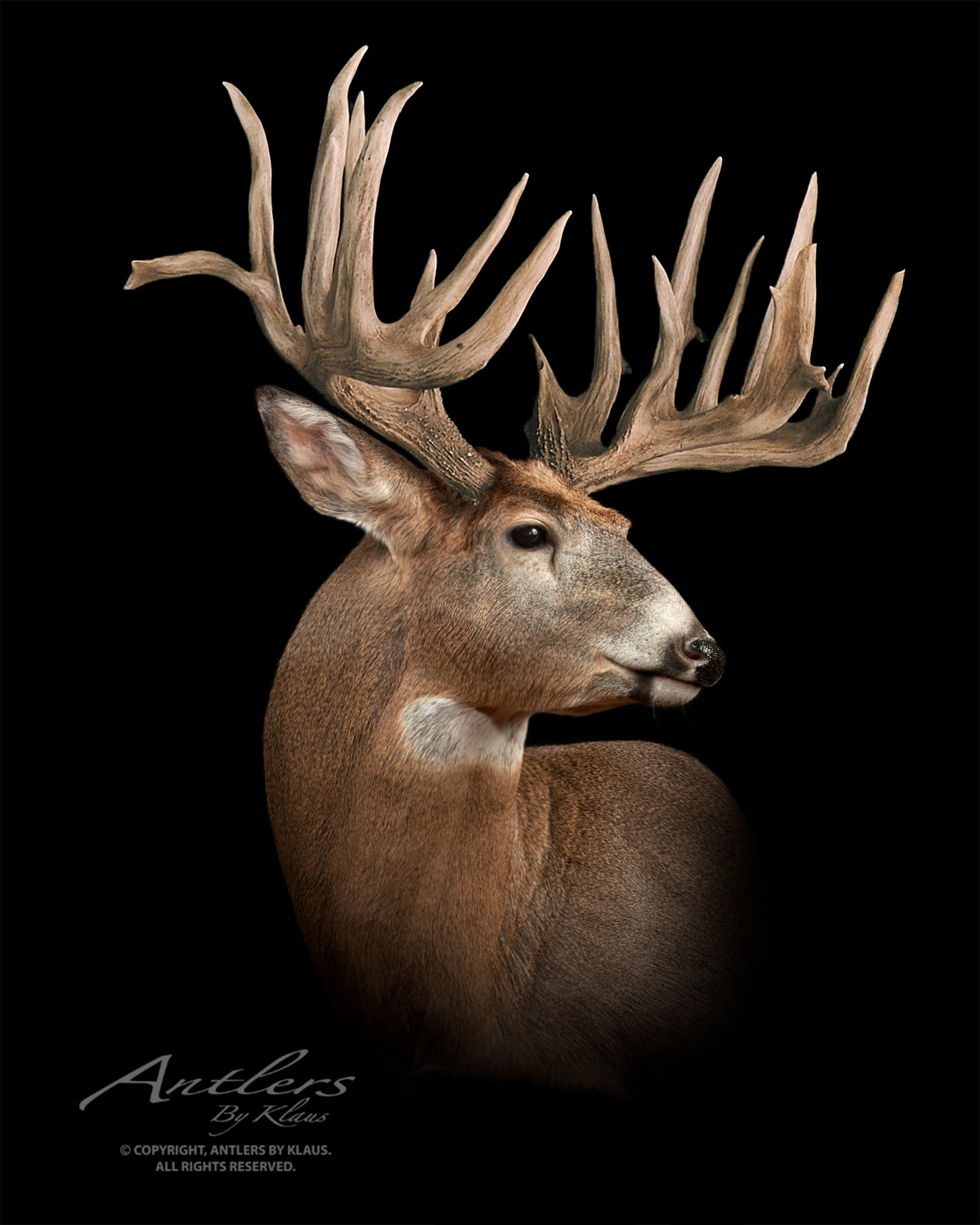 Strachten Buck - Image 3