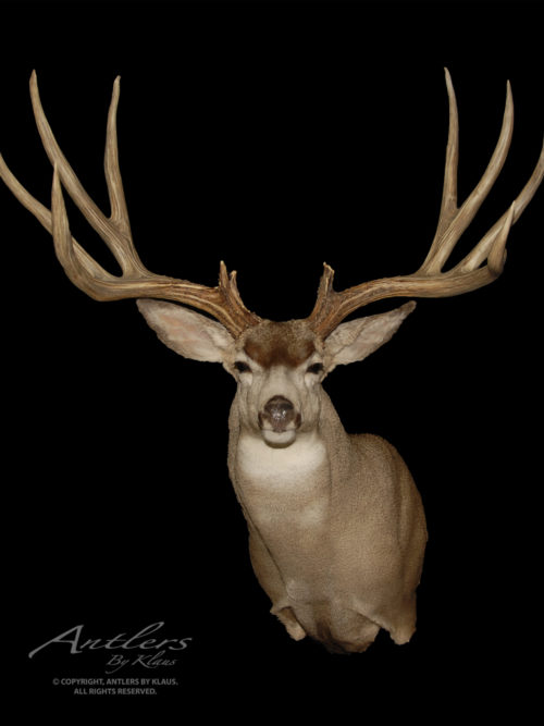 Mule Deer Archives - Antlers by Klaus