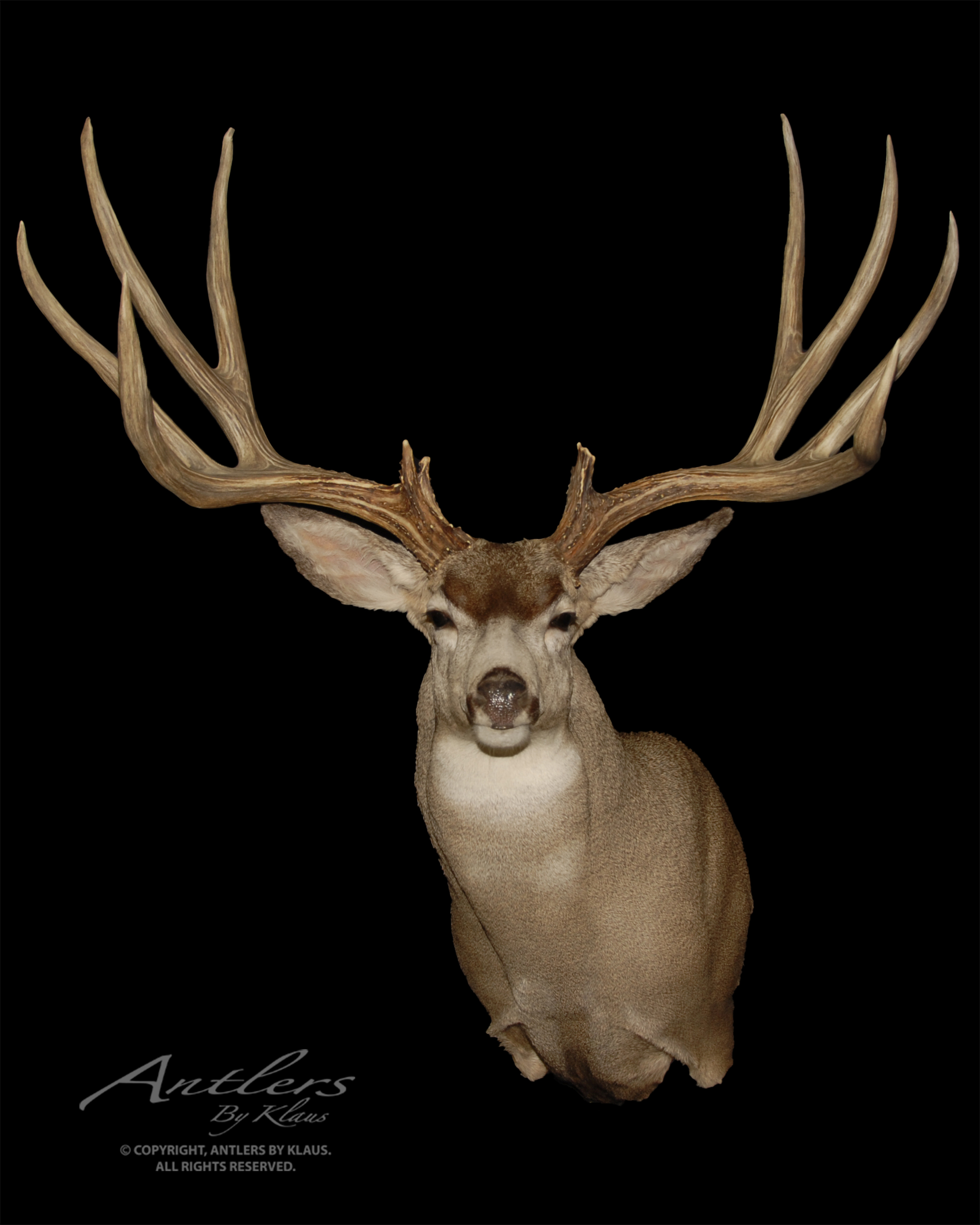 Sonora Giant Mule Deer - Antlers by Klaus