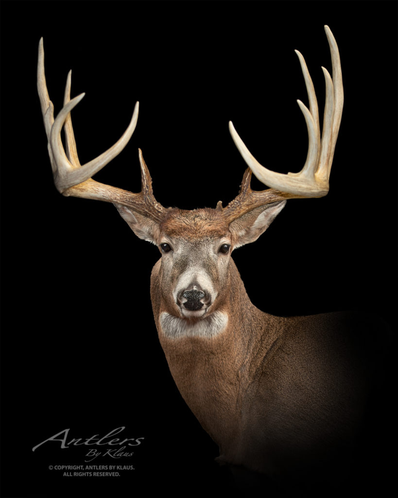 Spruce Woods Sheds - Antlers by Klaus