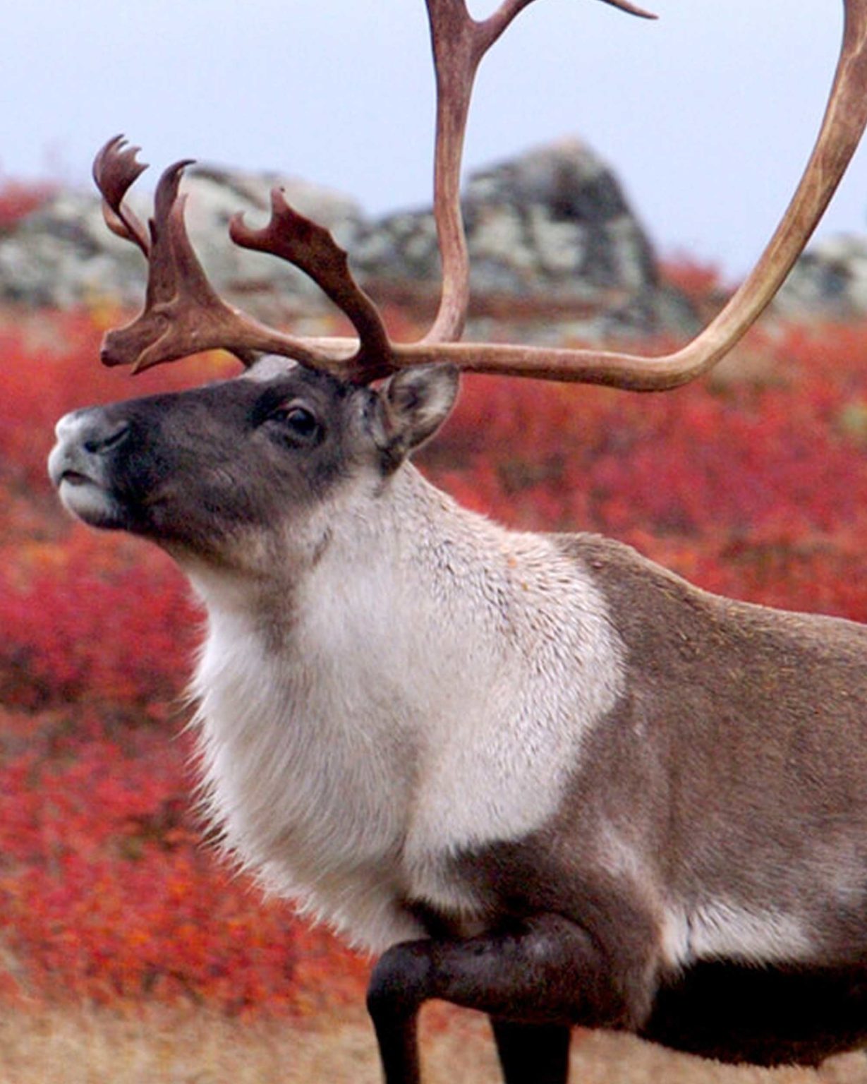 Barren Ground Caribou LifeSize Skins Antlers by Klaus