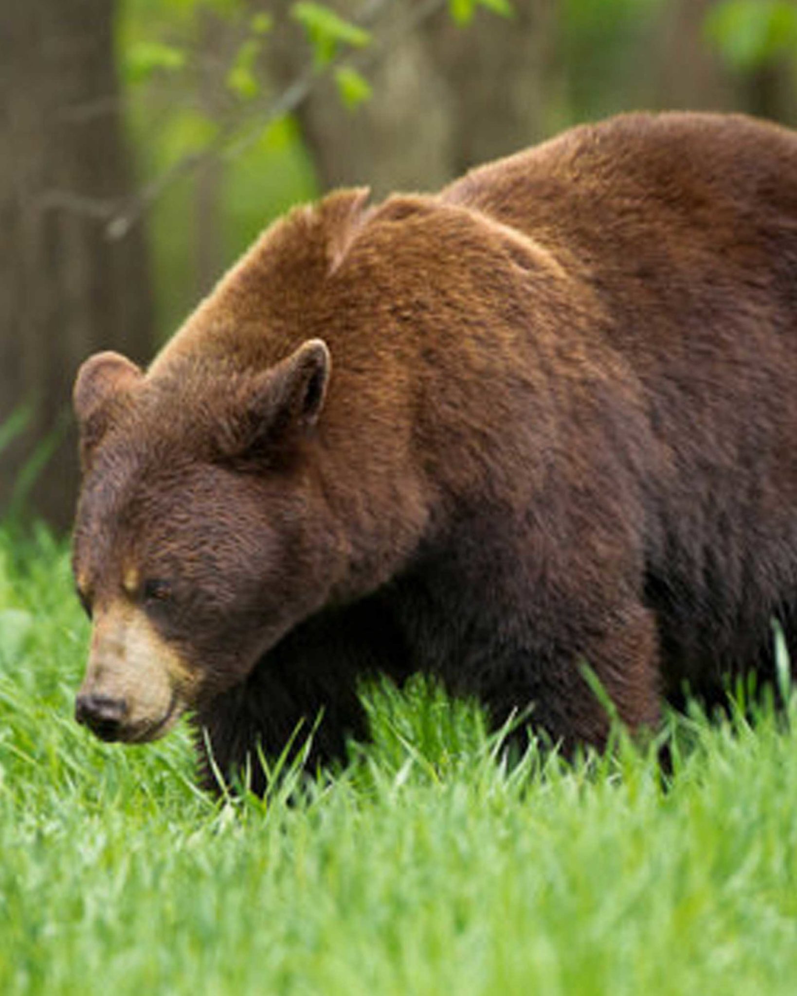 black-bear-brown-phase-life-size-skins-antlers-by-klaus