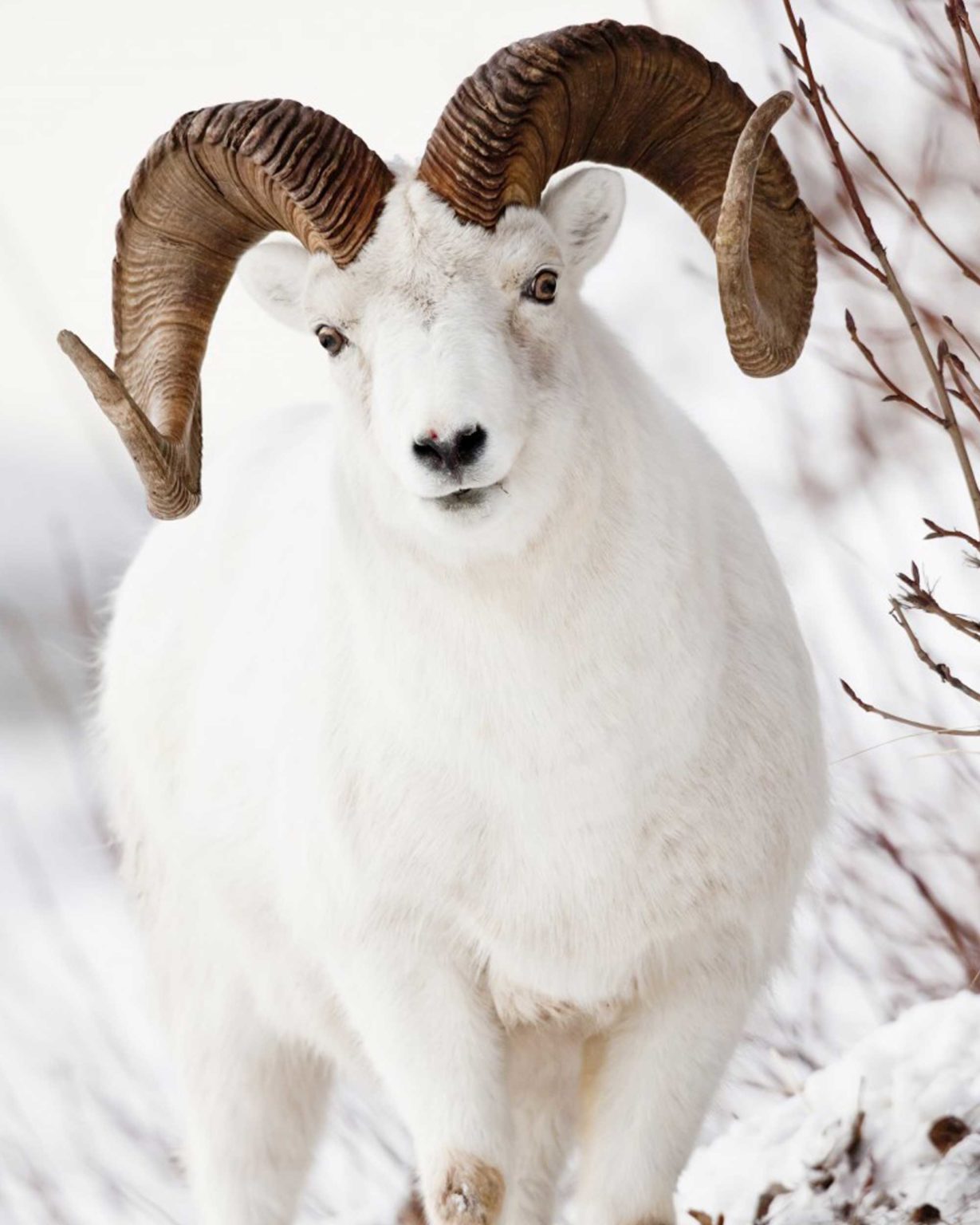 Dall Sheep LifeSize Skins Antlers by Klaus