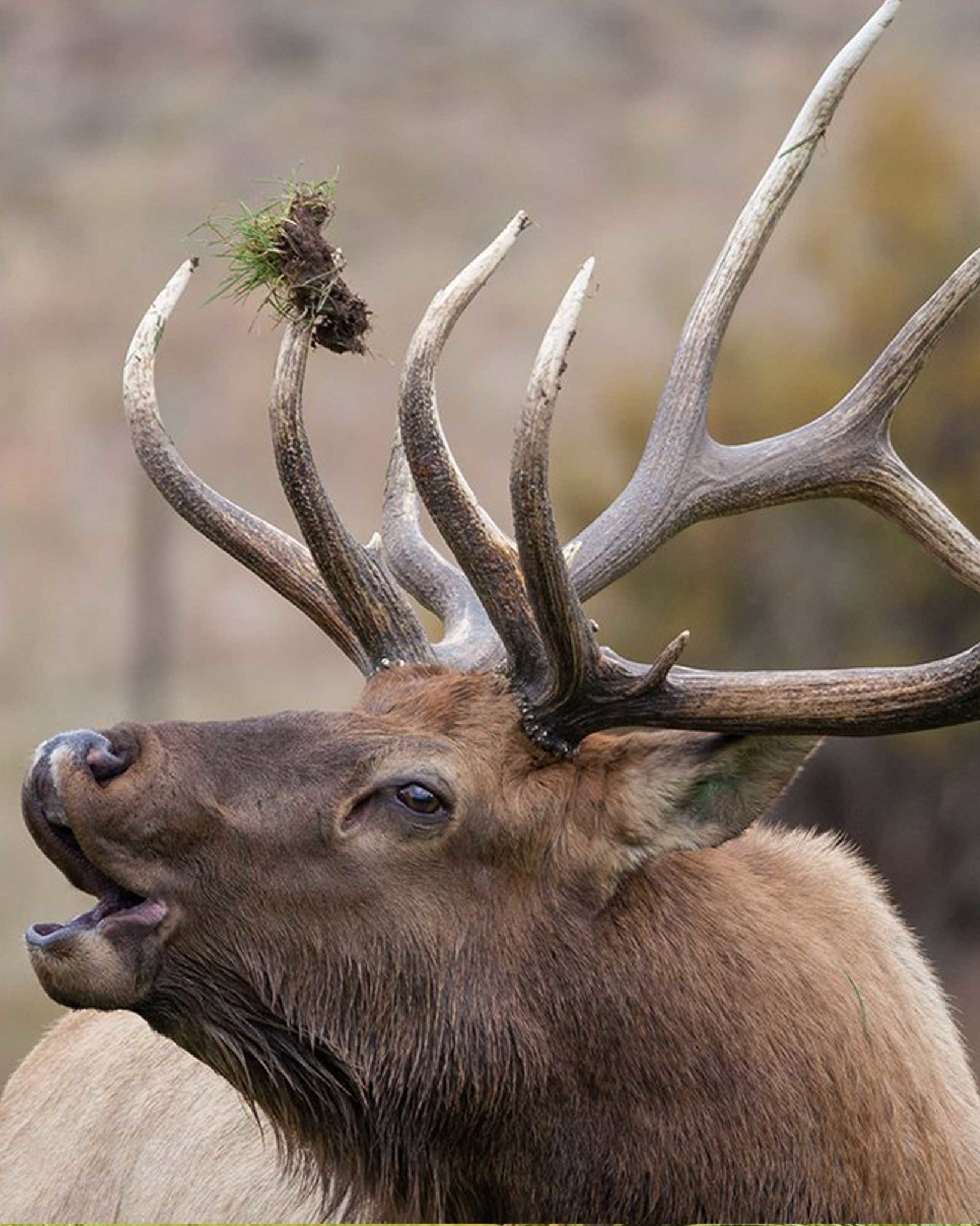 Elk LifeSize Skins Antlers by Klaus