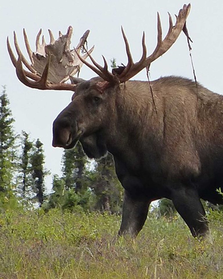 life size moose stuffed animal