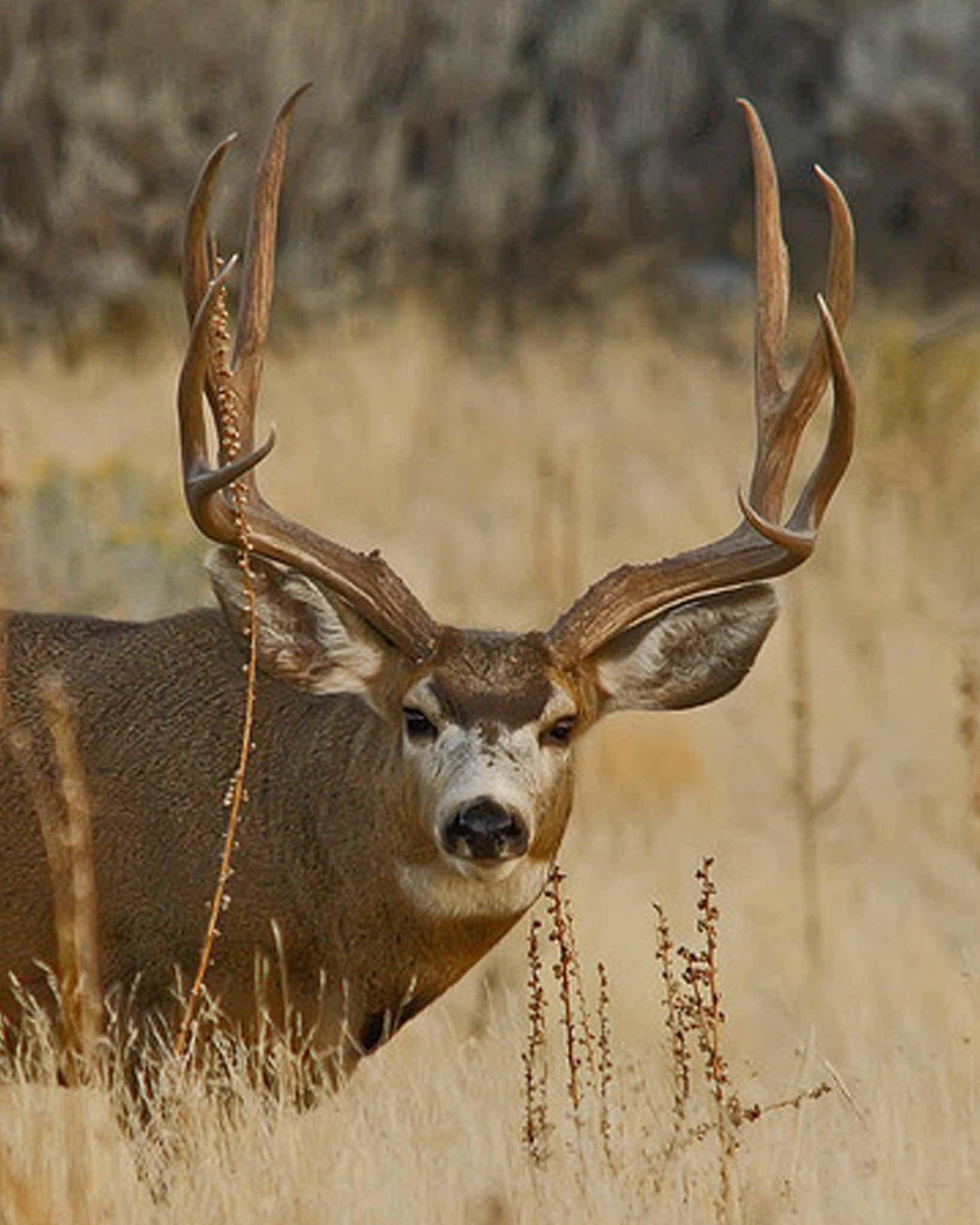 Mule Deer Life-Size Skins - Antlers by Klaus