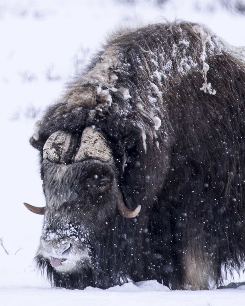 Muskox Life-Size Skins - Antlers by Klaus