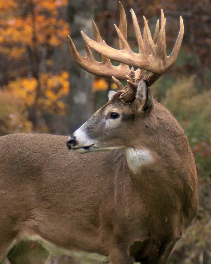 Whitetail Deer Capes Antlers by Klaus