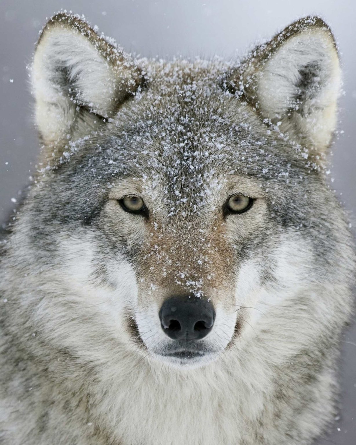 Prepare For Shock: The Real Size Of A Wolf Compared To A Human. - pvadqgz