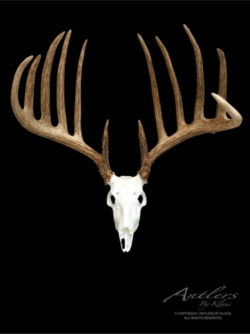 Kansas King Miniature