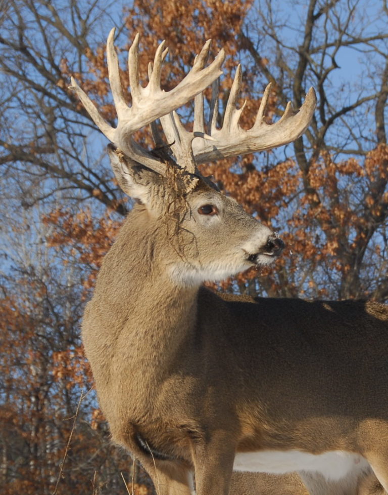 Whitetail Deer Capes Antlers by Klaus