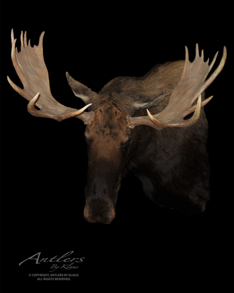 Shiras Moose Antlers By Klaus