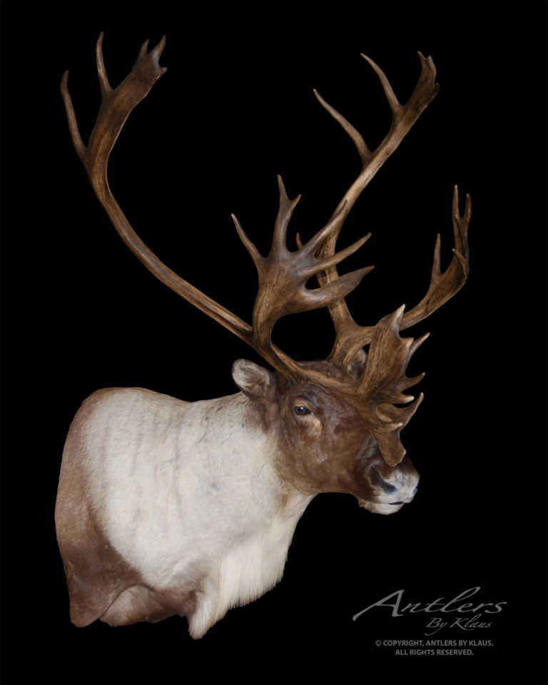 Newfoundland Woodland Caribou Antlers by Klaus