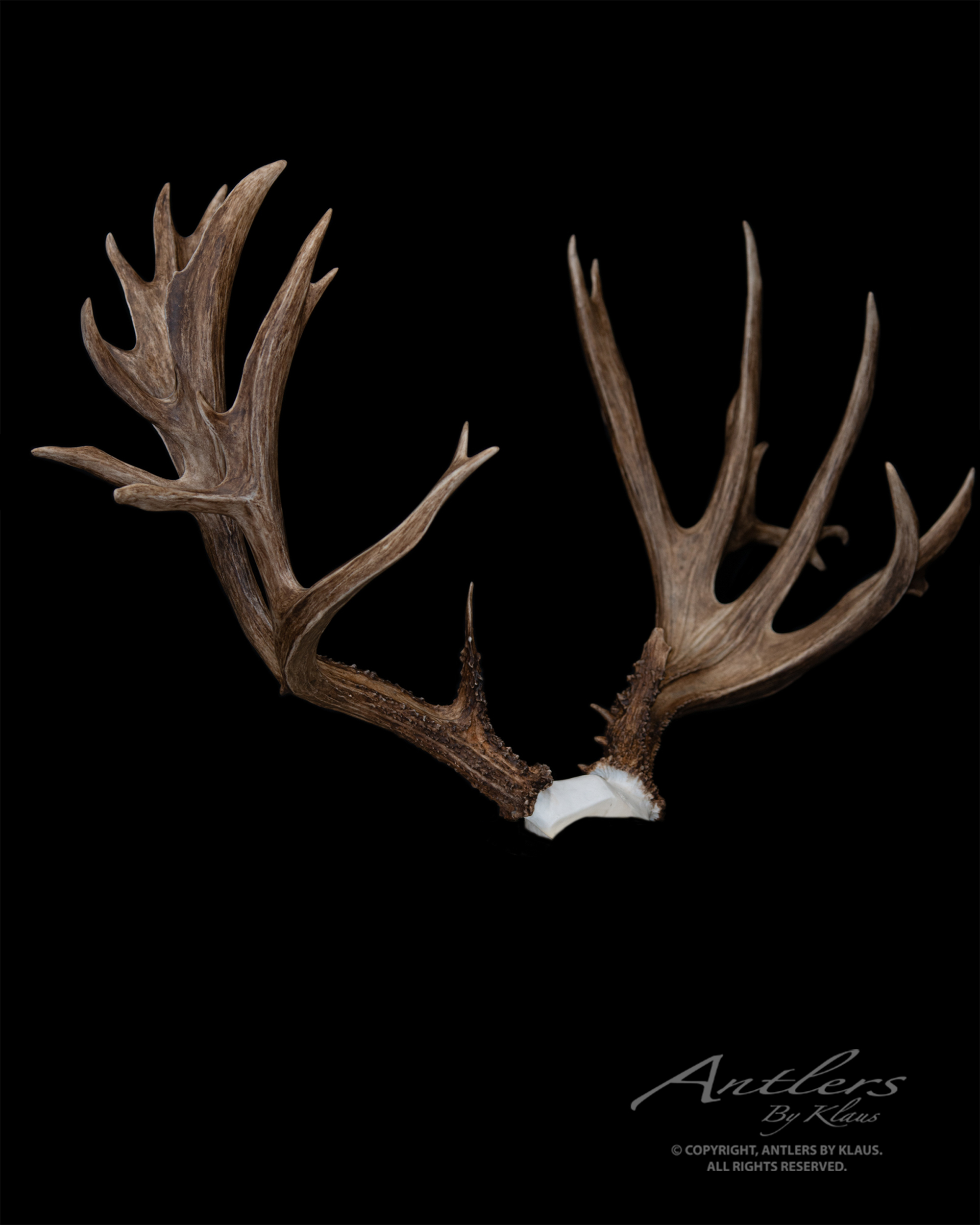 California 3 Record Mule Deer Antlers By Klaus