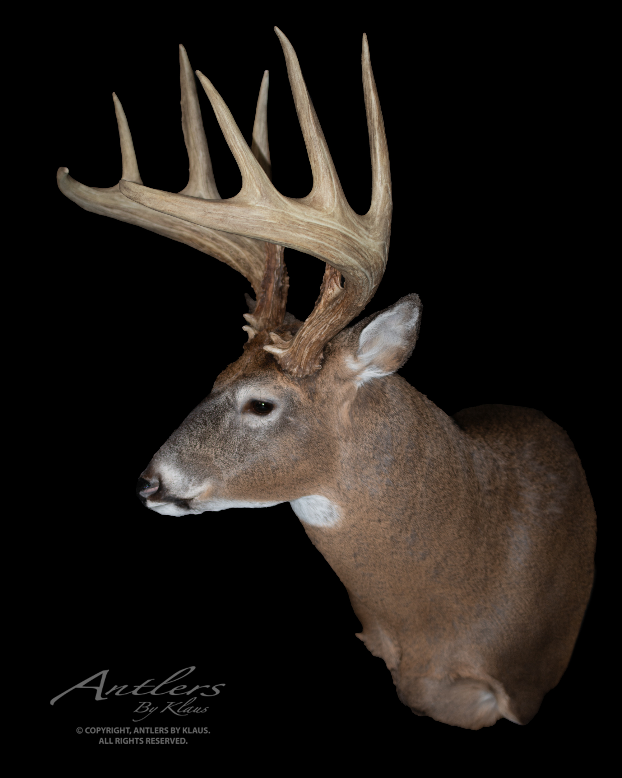 Whitetail – Sportsman Archives - Antlers by Klaus