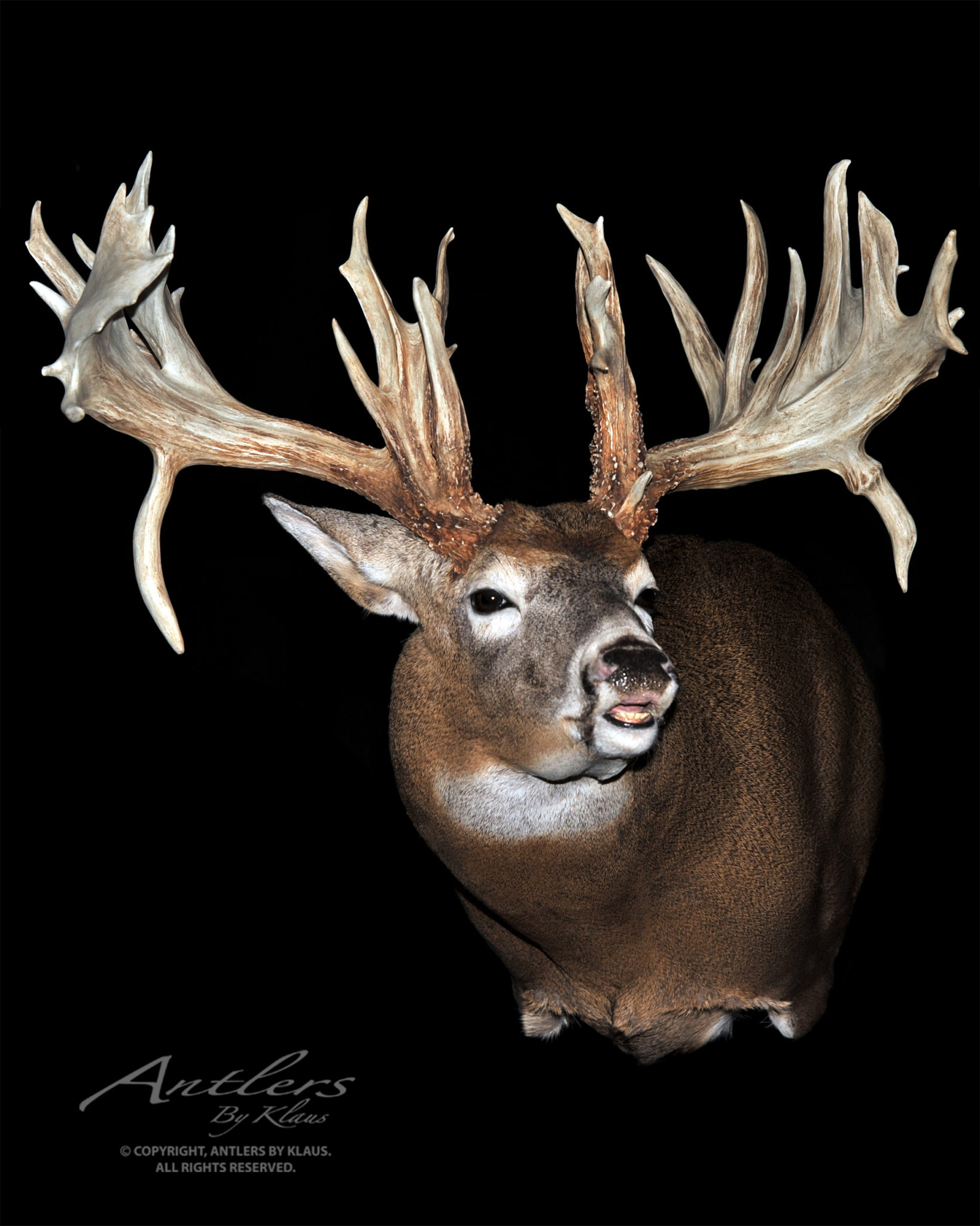 Mike Beatty Buck - Antlers by Klaus