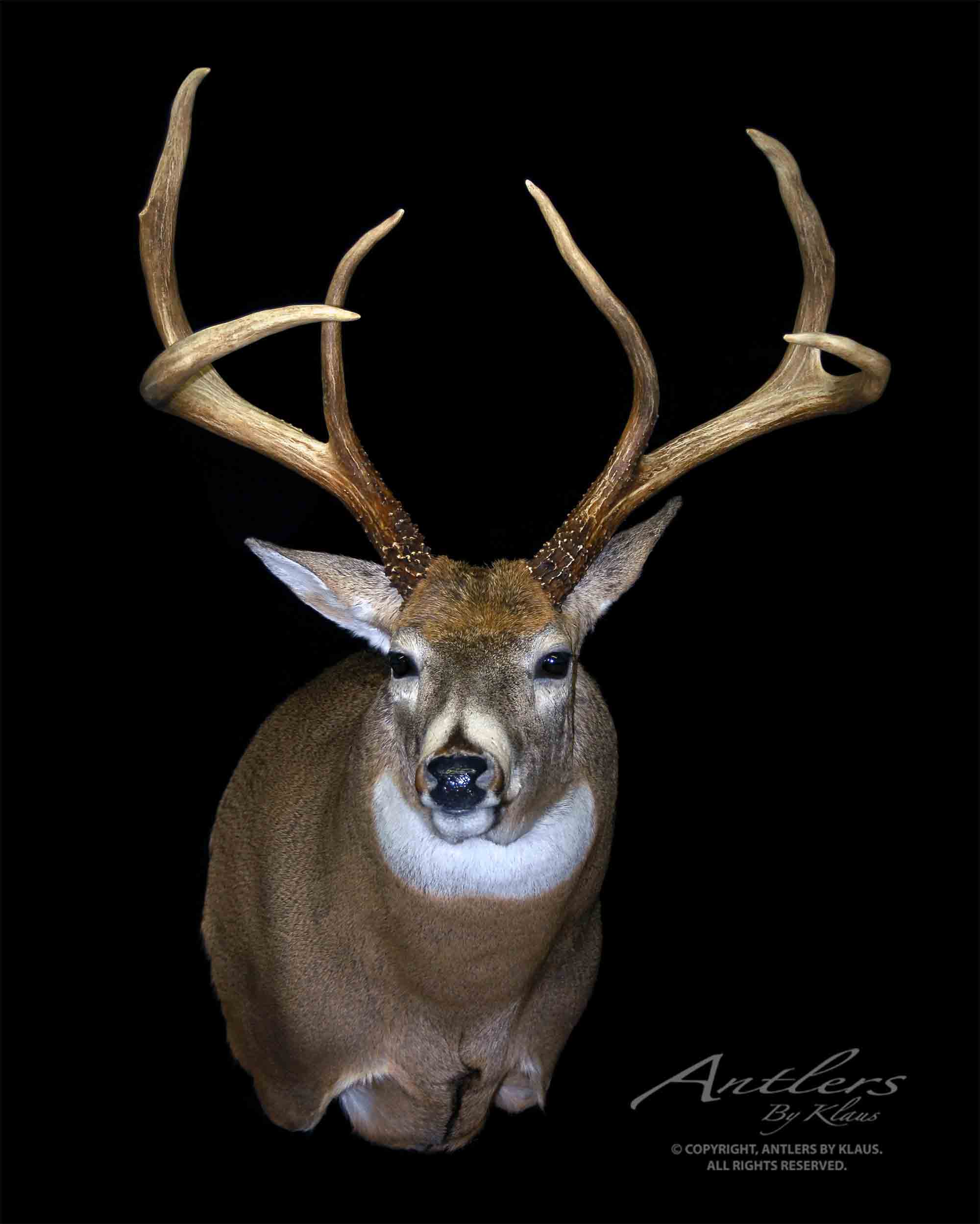 Largest Mule Deer In The World
