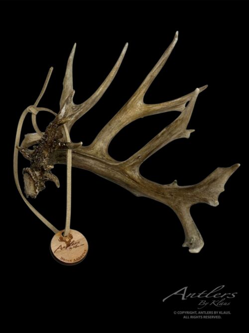 Front side of Brian Andrew’s Buck Miniature sold by Antlers by Klaus