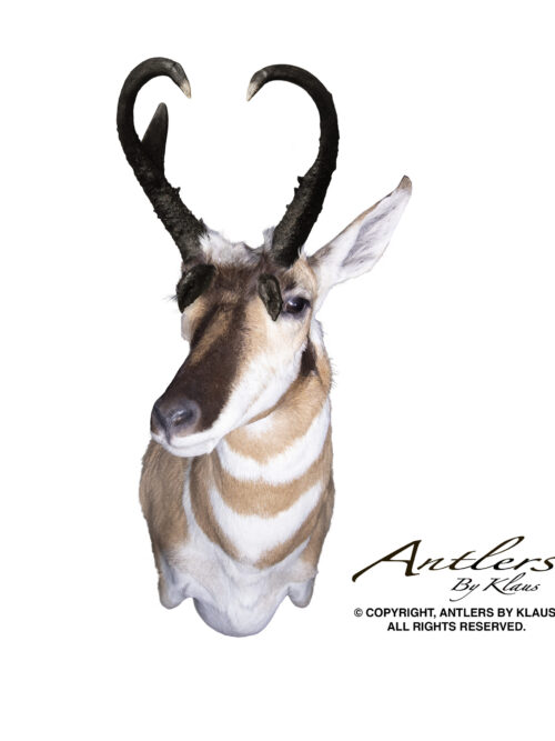Four Prong Antelope